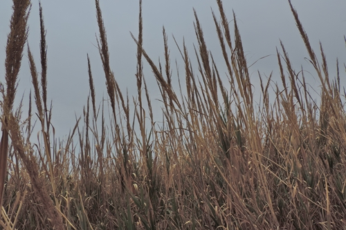 Poaceae: cfr. Arundo plinii